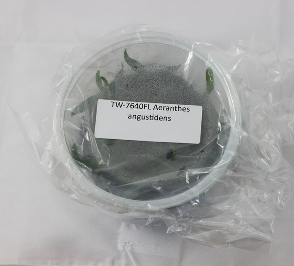 FLASK Aeranthes angustidens