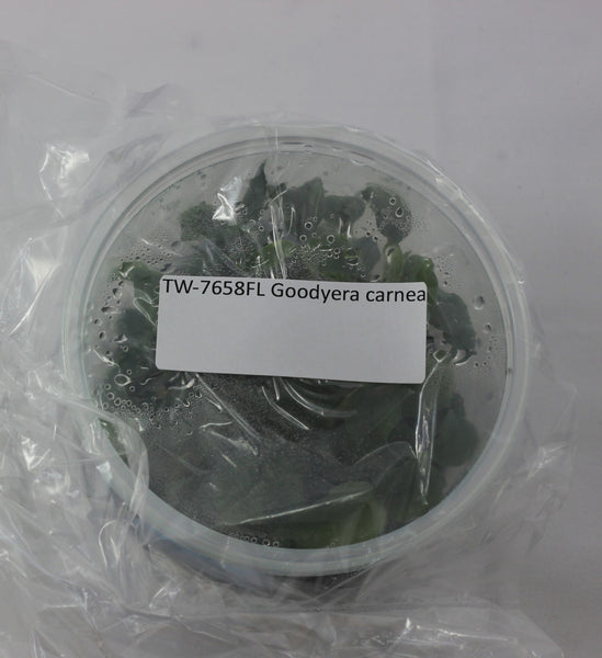 FLASK Goodyera carnea  JEWEL ORCHID
