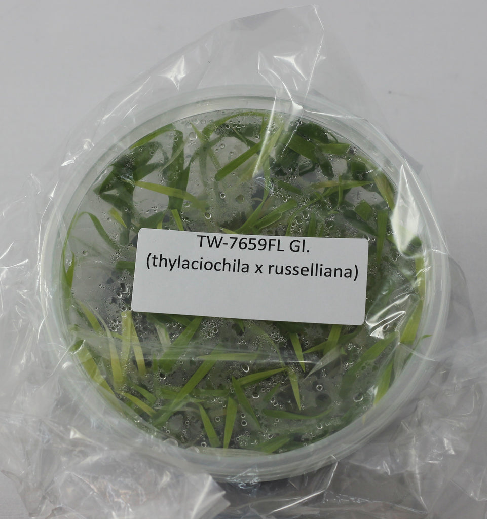 FLASK Cl. (thylaciochila x russelliana)