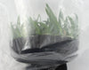 FLASK Thrix. (formosanum x hystrix)