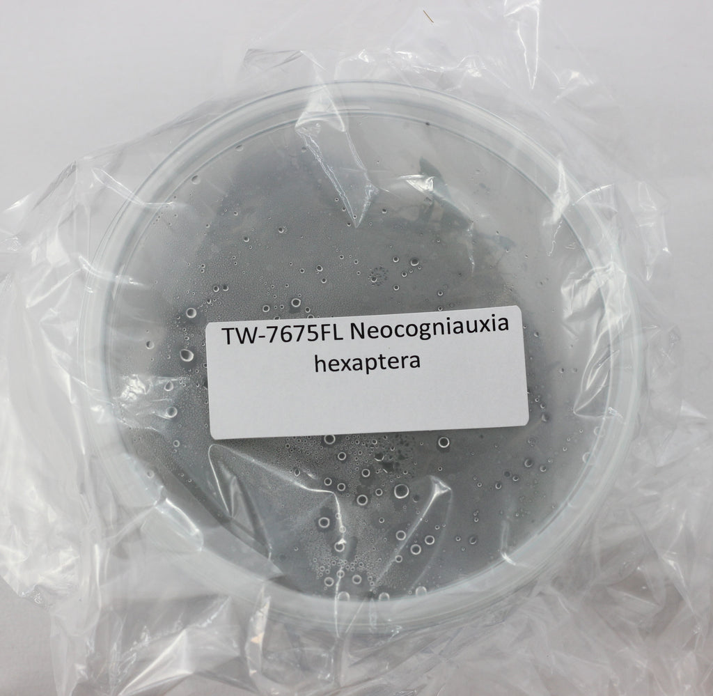 FLASK Neocogniauxia hexaptera