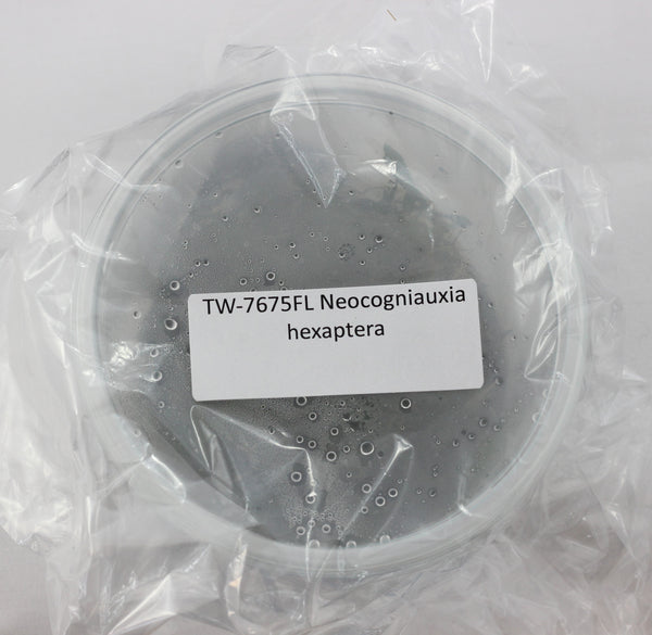 FLASK Neocogniauxia hexaptera