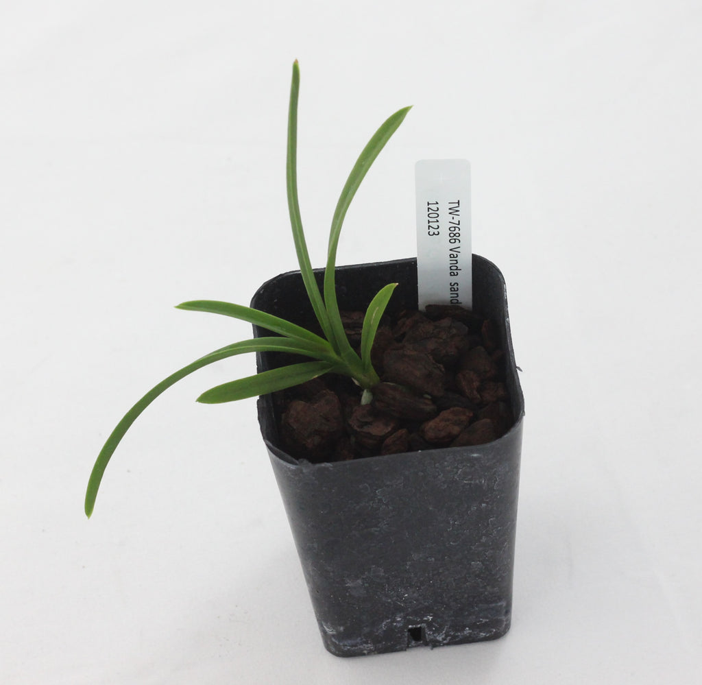 Vanda  sanderiana (Pink)