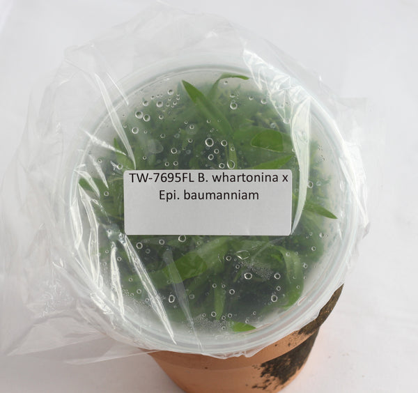 FLASK B. whartonina x Epi. baumanniam