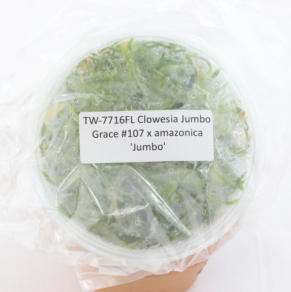 FLASK Clowesia Jumbo Grace #107 x amazonica 'Jumbo'