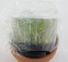 FLASK Clowesia Jumbo Grace #107 x amazonica 'Jumbo'