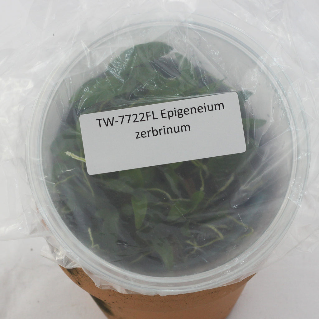 FLASK  Epigeneium zerbrinum
