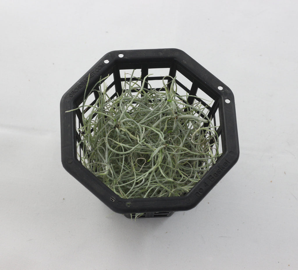 Dendrophylax varius seedlings