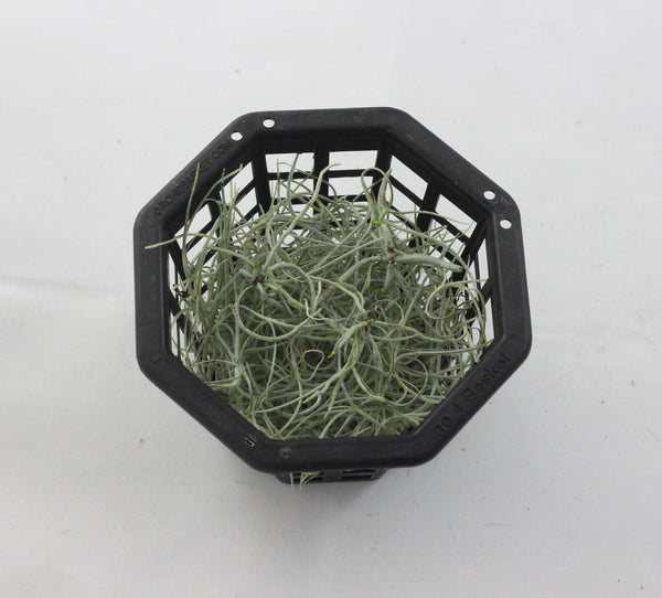Dendrophylax varius seedlings