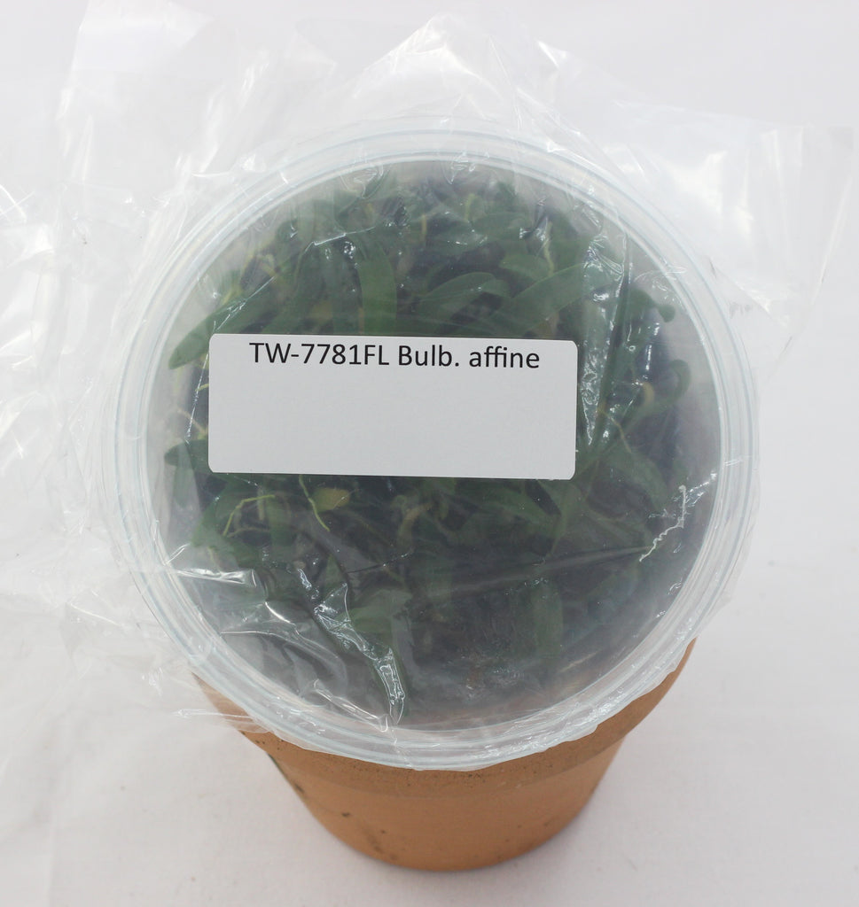 FLASK   Bulbophyllum affine