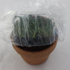 FLASK   Bulbophyllum affine