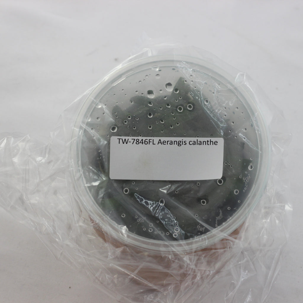FLASK Aerangis calanthe