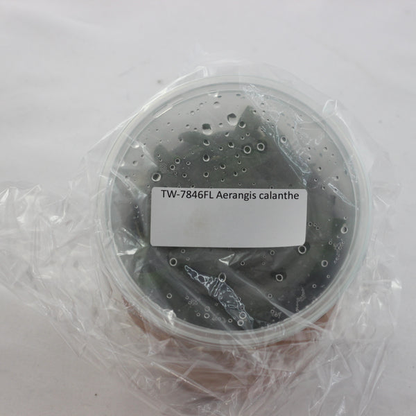 FLASK Aerangis calanthe