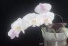 FLASK  Phalaenopsis philippinensis