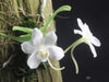 FLASK Amesiella LOC Snow White (minor x monticola) 