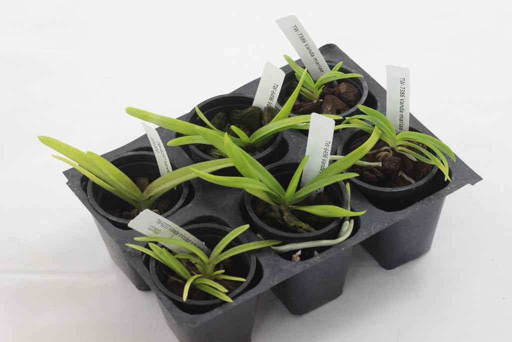 Vanda 6 Pack Sampler