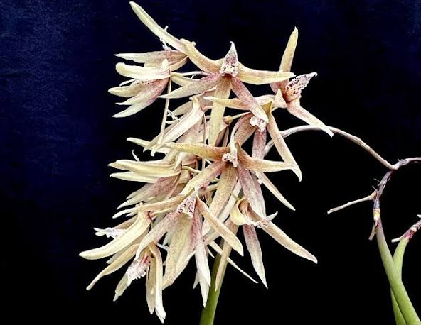 Dendrobium calamiforme
