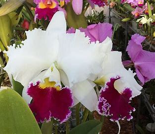 Cattleya Orglade's Grand 'Yow Chang Beauty'
