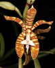 Trichoglottis fasciata