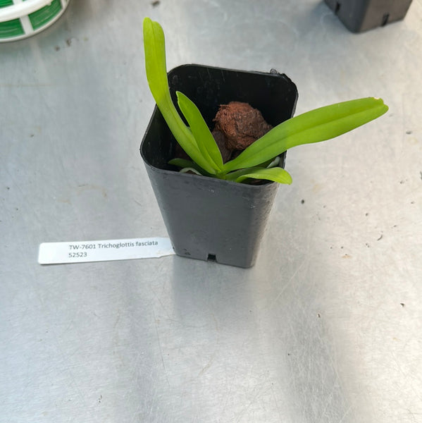Trichoglottis fasciata