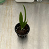 Laelia (alaori x jongheana)