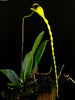 FLASK Bulbophyllum contortisepalum (yellow)