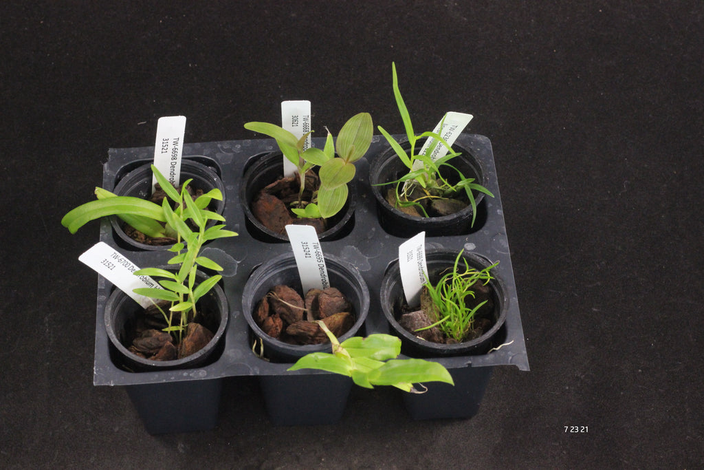 Dendrobium 6 Pack Species Sampler