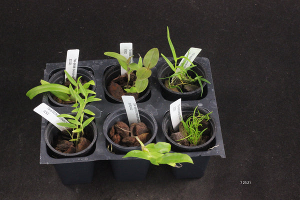 Dendrobium 6 Pack Species Sampler