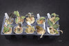 JEWEL ORCHID Jr Collection