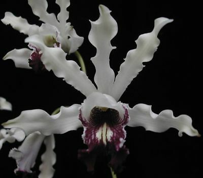 Schomburgkia albopurpurea