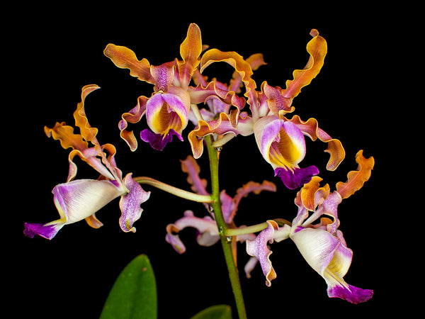 Schomburgkia thomsoniana