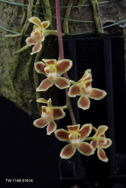 Chiloschista lunifera