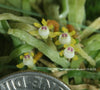 FLASK  Taeniophyllum obtusum