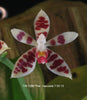 FLASK  Phal. maculata