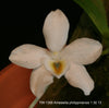 FLASK  Amesiella philippinensis