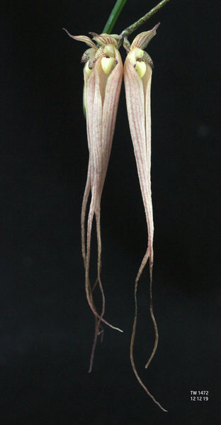 Bulbophyllum longissimum