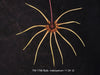 FLASK Bulbophyllum makoyanum