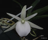 FLASK  Angraecum rutenbergianum