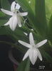 FLASK  Jumellea arachnantha