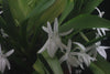 FLASK  Jumellea arachnantha