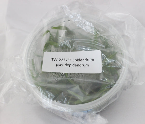 FLASK  Epidendrum pseudepidendrum