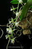 Oeoniella polystachys