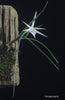 FLASK Angraecum popowii