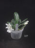 FLASK  Aerangis fastuosa 