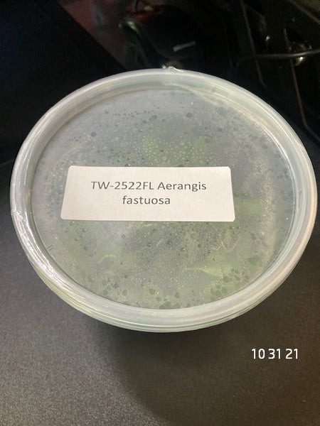 FLASK  Aerangis fastuosa 