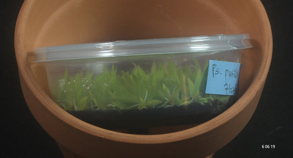 FLASK Psygmorchis pusilla 