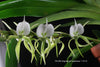FLASK  Angraecum superbum