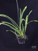 Trigonidium seemannii