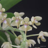 Tubecentron LOC Cajun Girl (Tubecentron Niu Girl x Tuberolabium kotoense)