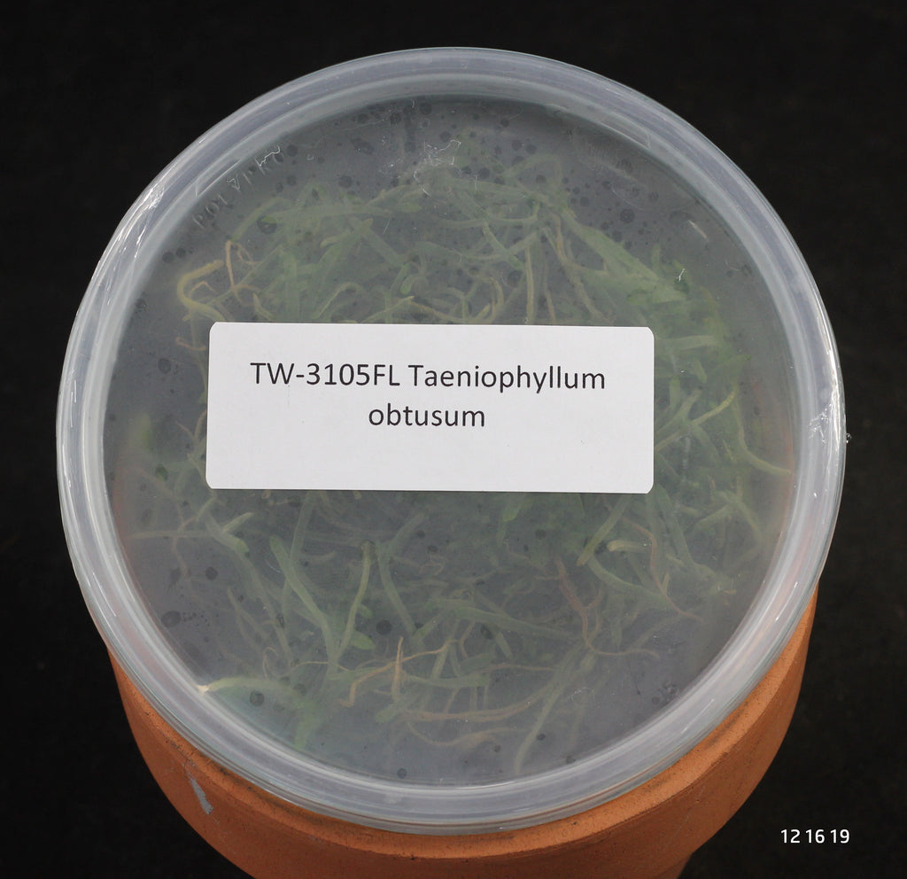 FLASK  Taeniophyllum obtusum